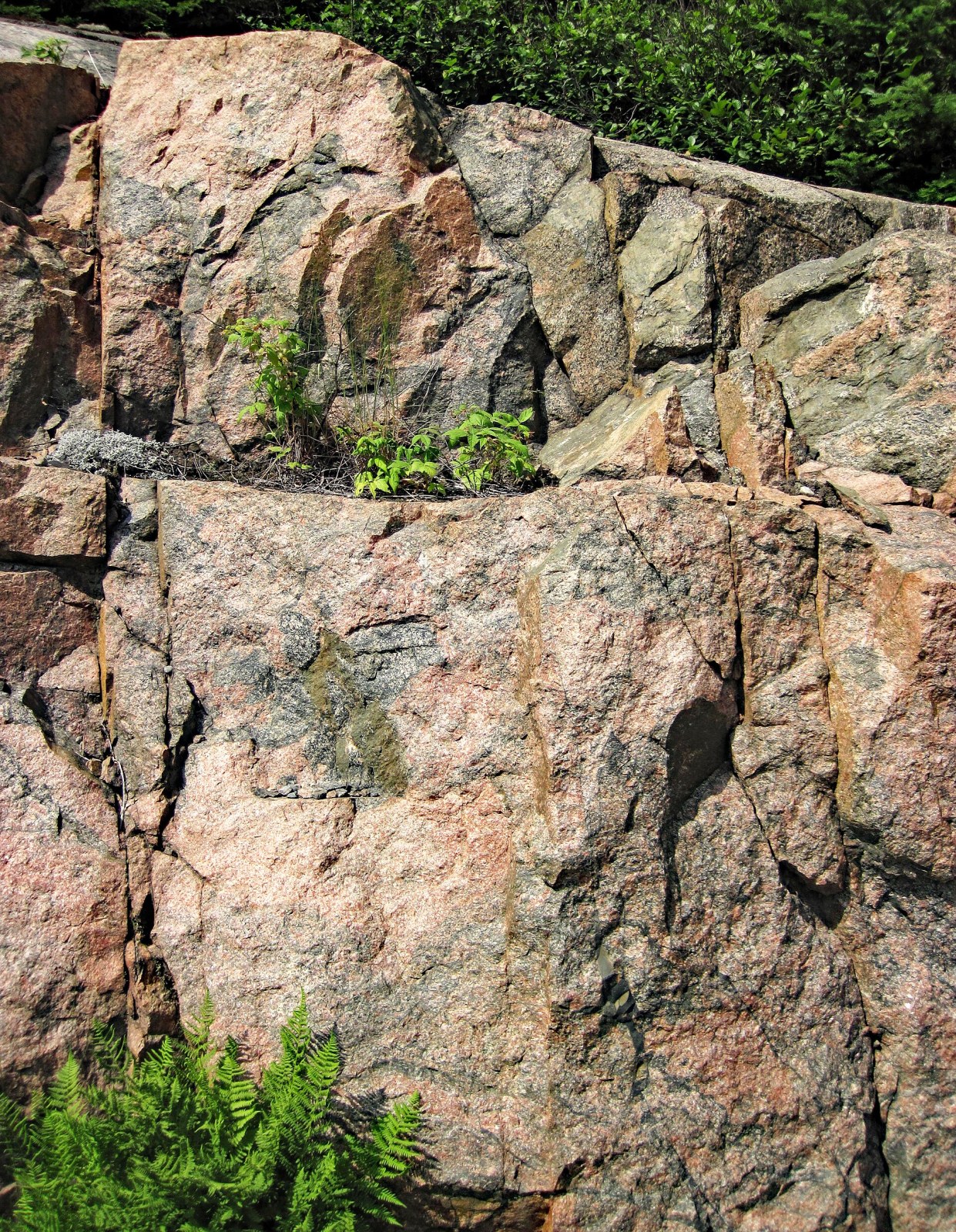Granitaufschluss in Ontario, Kanada, als Beispiel für ein gewöhnliches Gestein der kontinentalen Erdkruste mit kristalliner Textur und charakteristischer Zusammensetzung.